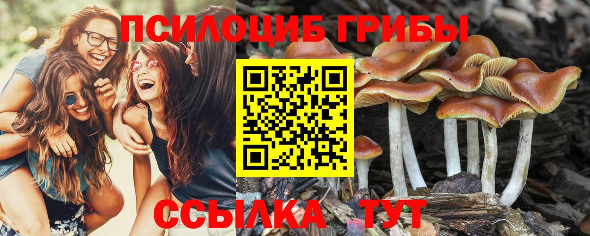 Сибай  цены   Вход с VPN  Псилоцибиновые грибы GOLDEN TEACHER 